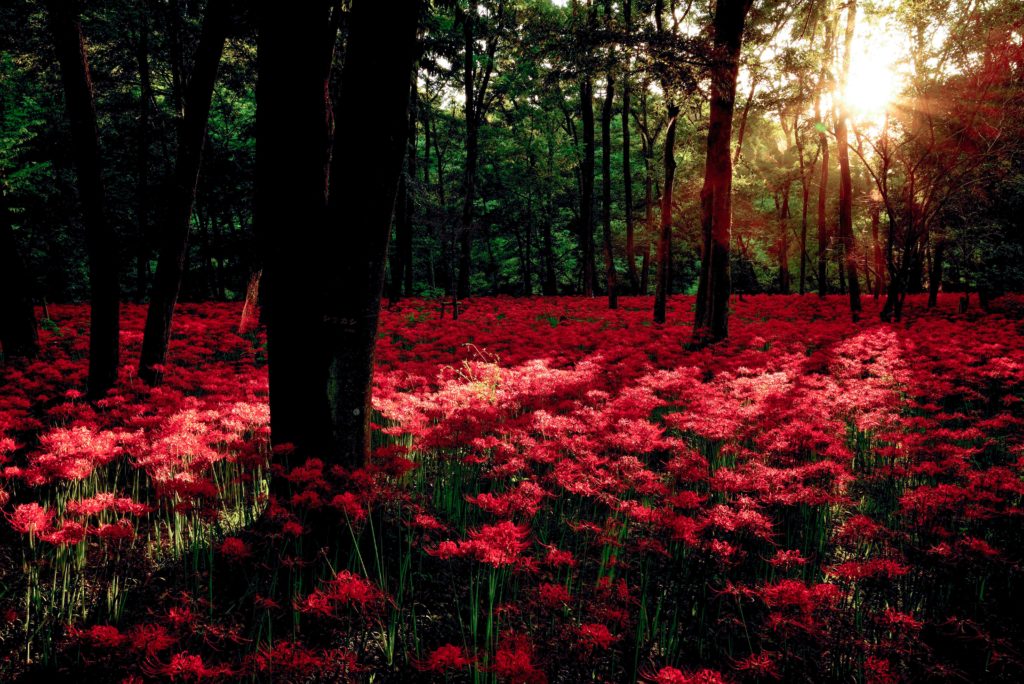 (ភាសាខ្មែរ) កម្រាលព្រំពណ៌ក្រហម  ～ ផ្កា Red spider lily ～ 【Japan view】